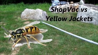 Eliminate Yellow Jacket Wasps With A Shopvac - It Really Works