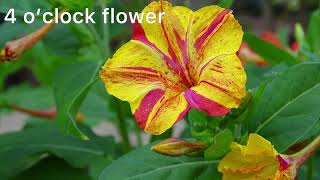 Names of 150 flowers in English