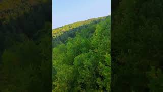 FPV drone treesurfing - we are home