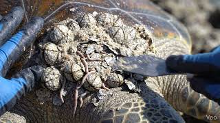 Weird Spiral Shell Growth On Turtle Removed