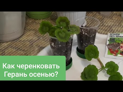 Как черенковать Герань (пеларгонию) осенью?