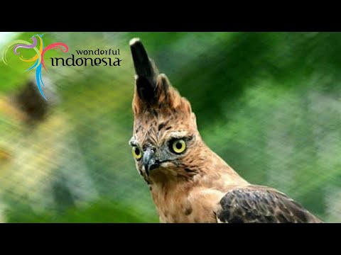 KNOWING INDONESIA&rsquo;S MAIN ANIMAL | ANIMAL IDENTITY