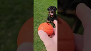A Fight For Da Ball - Bear Wins