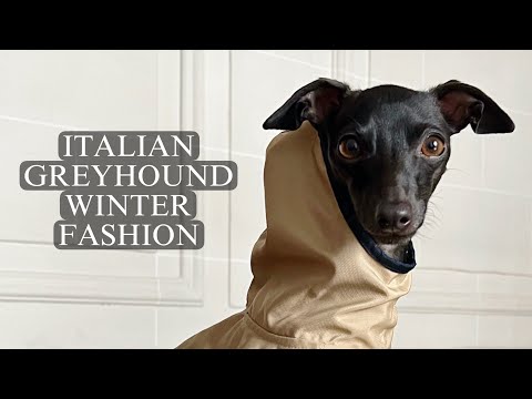 Stylish Italian Greyhounds: Instagram & TikTok