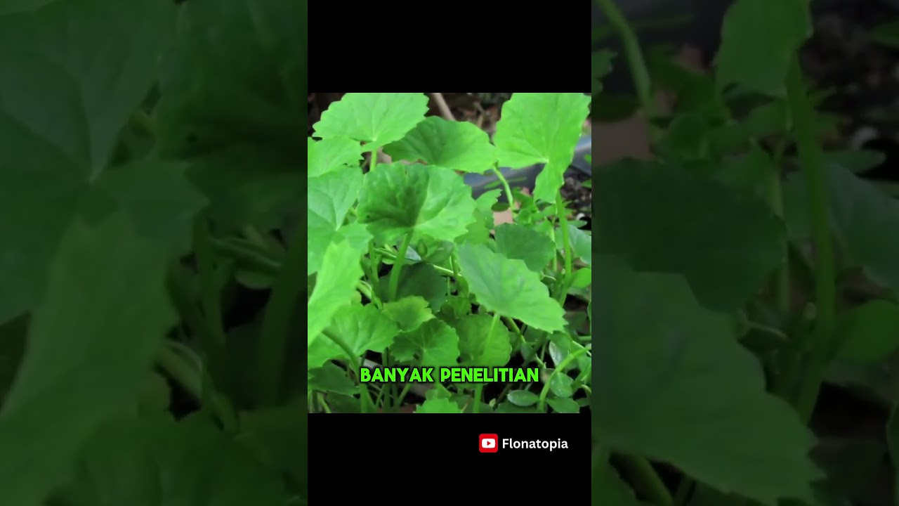 Manfaat Pegagan: Rahasia Kesehatan Alami yang Harus Anda Ketahui 🌿