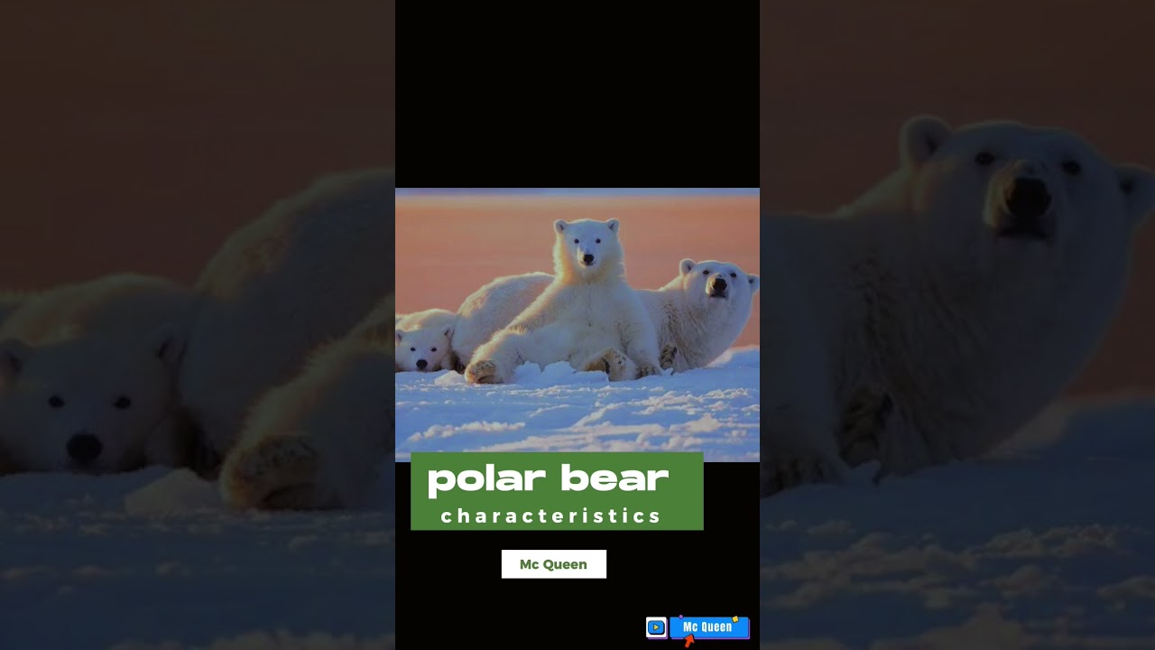 Polar bear characteristics 