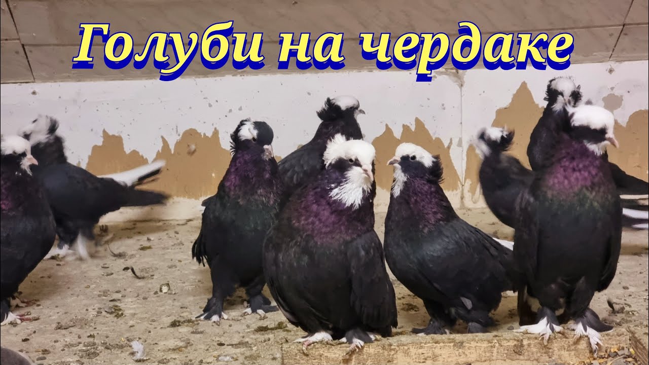 Голуби на чердаке (В гостях) - YouTube