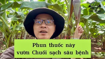 Tập 27: 12ha Chuối mô trổ bắp, và cách mình phun thuốc trừ sâu bệnh cho Chuối mô #chuối #chuốimô