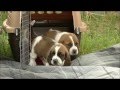 First Time Outdoors! 26 Day Old Basset Hound Puppies