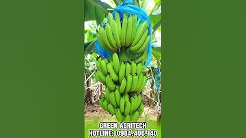 Hiệu quả hệ thống tưới nhỏ giọt cho Vườn chuối cấy mô | Green Agritech
