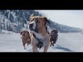 賢すぎる犬vs雪崩！映画『野性の呼び声』本編映像