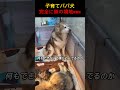 子育てパパ犬完全に無の境地www