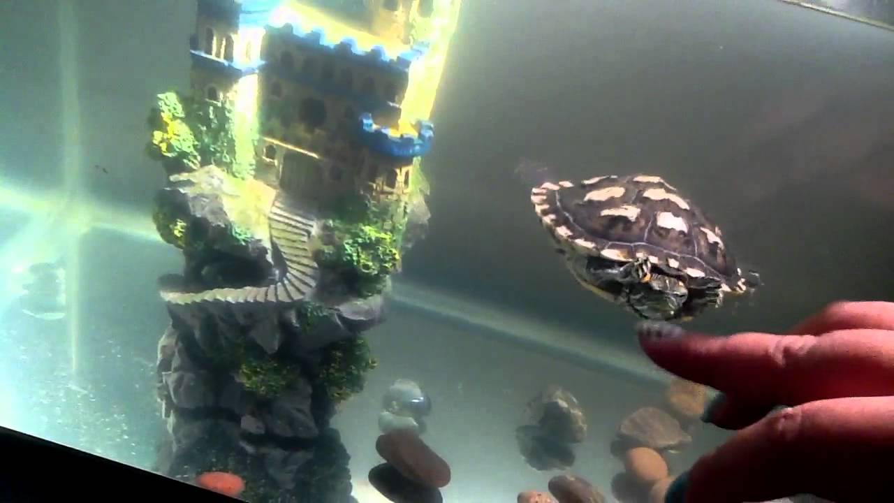 Marshals fluttering claws