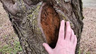 How to Help a Tree Heal from a Large Wound- Tree Pouches