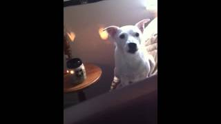 Dog Skypen Dad In Afghanistan