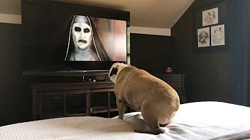 Bulldog’s Reaction To The Nun Trailer