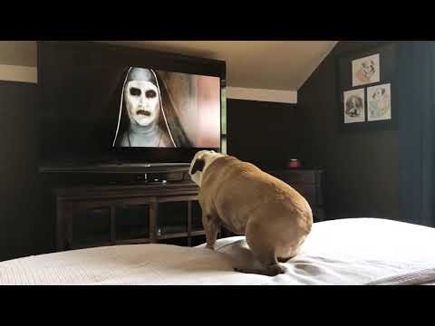 Bulldogs Reaction To The Nun Trailer