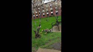 Goslings chasing mom and dady! by Tourism Zone 6 views 1 year ago 53 seconds