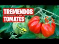 Cultiva TREMENDOS TOMATES 🍅 7 Trucos para Huerto y Jardín | La Huerta de Ivan