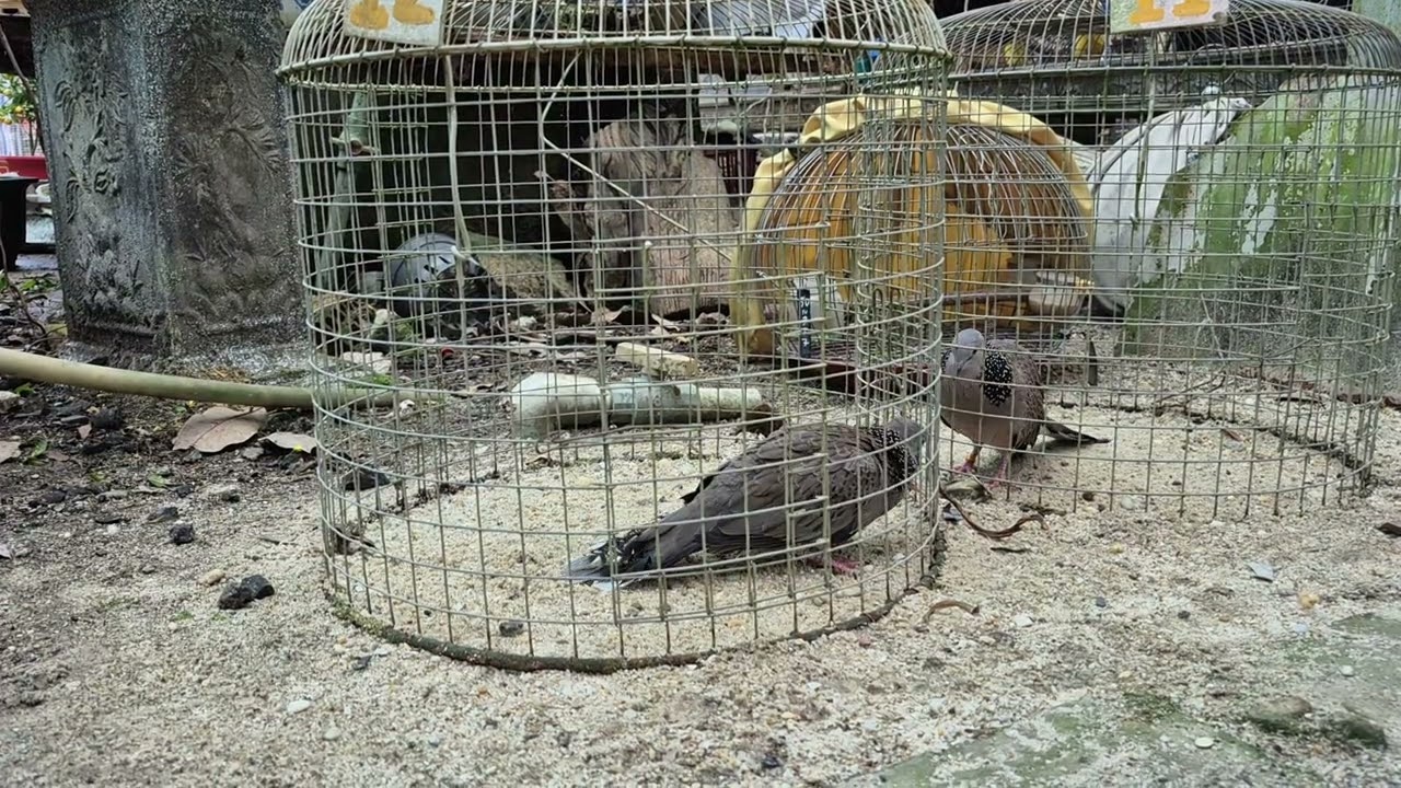 Video m 6 tết mình chúc ae cu thủ có 1 năm mới tốt nành nha .đt 0353916233