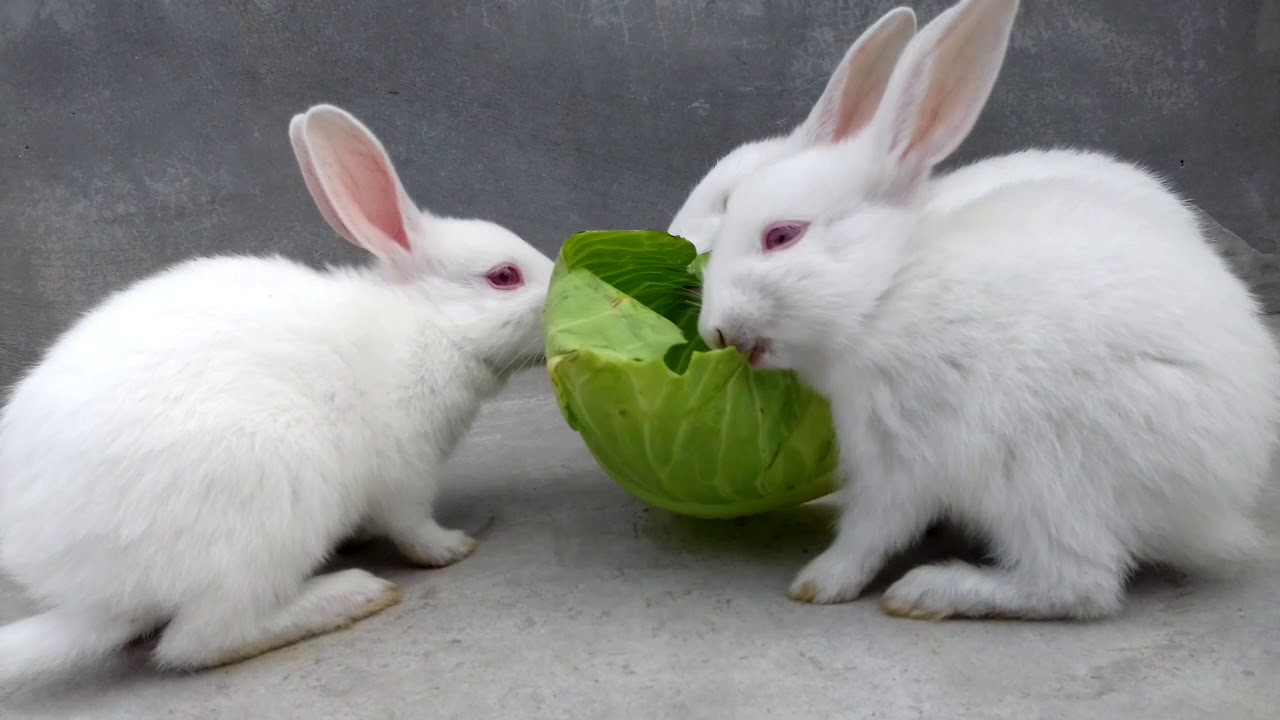 Bunnies eating cabbage ASMR YouTube