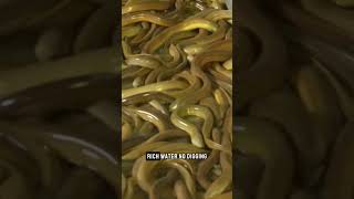 Download Lagu Vietnam kweekt paling zonder modder #helpmeditlogischtebegrijpen MP3