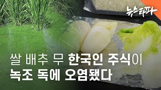 노지 재배 쌀 배추 무에서 녹조 독소 첫 검출 - 뉴스타파