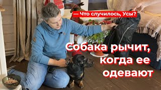 Что случилось, Усы? Собака рычит, когда ее одевают