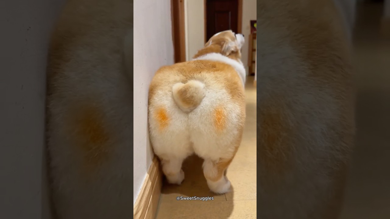 The irresistible sexy Corgi butt 😍🔥🐾
