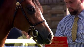 Cobiau Cymeig - Ebol Blwydd | Welsh Cobs Yearling Foal