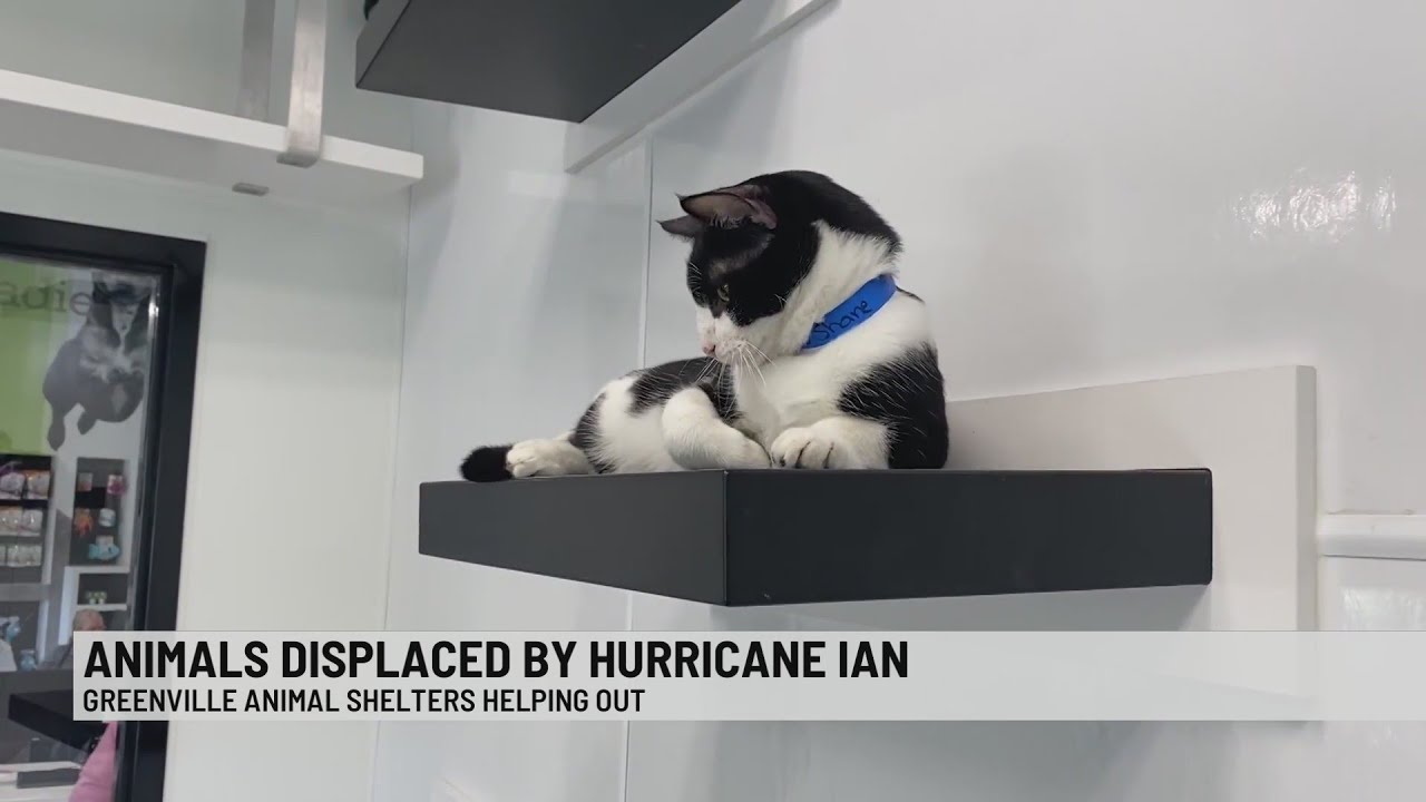 Greenville shelters take in animals evacuated from Hurricane Ian YouTube