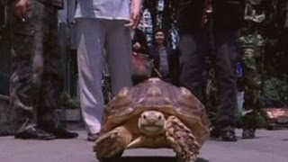 Tortoise gets taken for walks in Nanning, south China