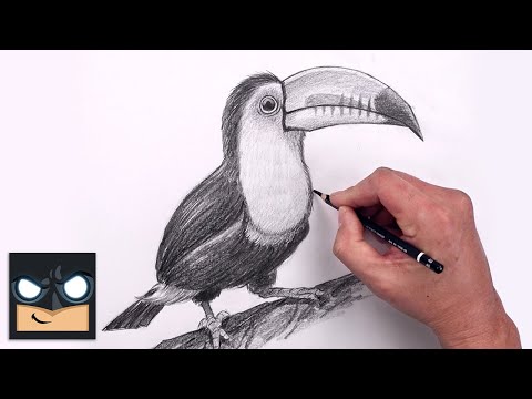 How To Draw a Toucan | Beginner Pencil Sketch Tutorial (Step-by-Step)
