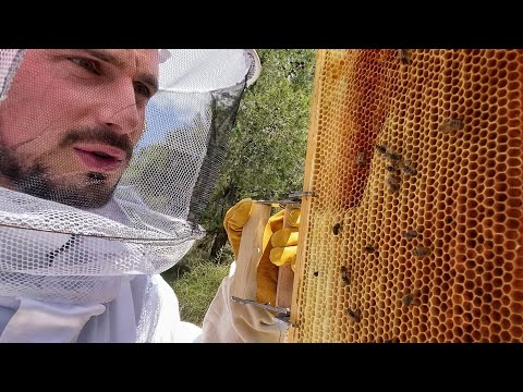 Comienzo en el mundo de la apicultura, liándola desde el primer momento y nacen nuevos pollitos en la finca! 🎁 Vídeo oculto, sobre las 3 acciones increíblemente sencillas, para conseguir...