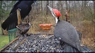 Pileated Woodpecker vs Crow!