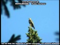 Misteldrossel mit dem fanfarenartigen Gesang - Turdus viscivorus