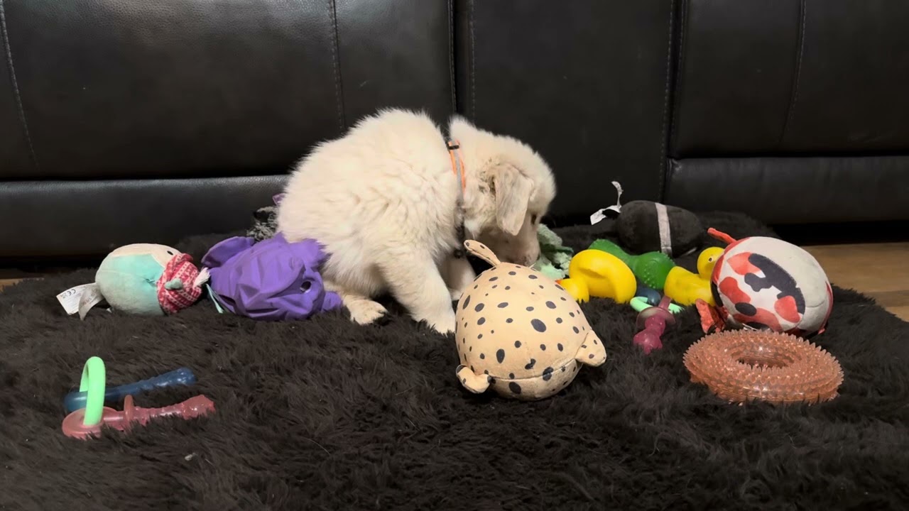 Skelle Isla Orange Boy Friday! 