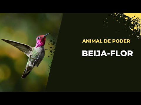O símbolo do Beija-flor como animal de poder.