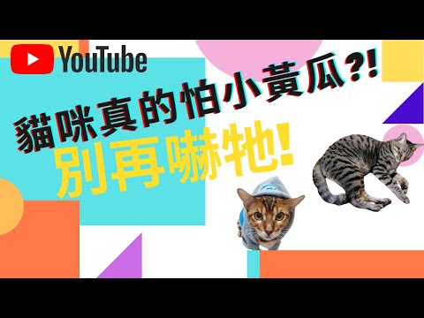 【貓咪小黃瓜】別再拿小黃瓜嚇貓咪了!這樣做後果很嚴重!!!愛貓人士請勿嘗試。