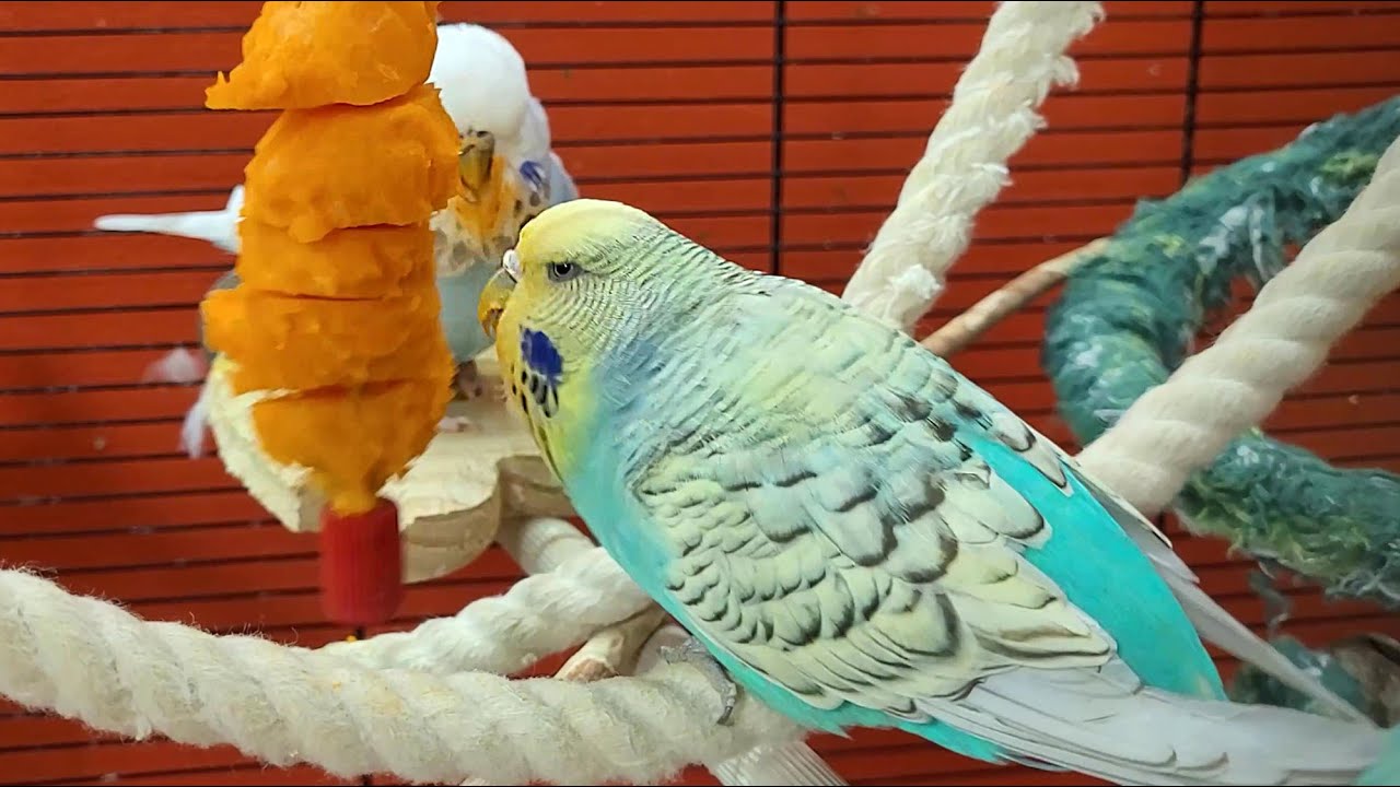 7 hours of budgie sounds for pet parakeets to make them happy - YouTube