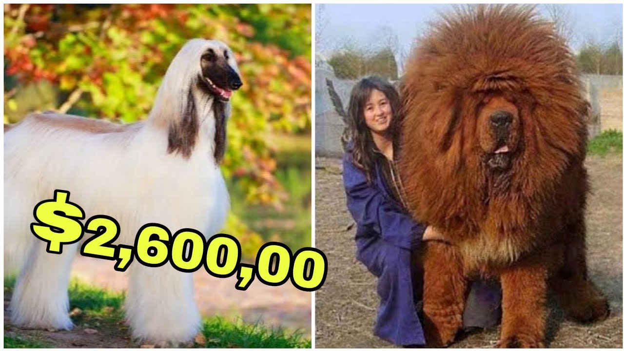Most Expensive Dogs in the World