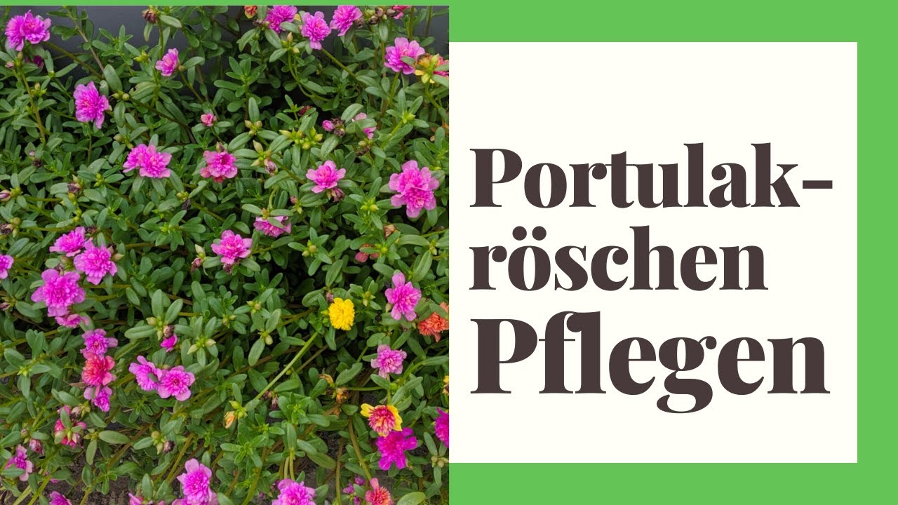 Grnlilie Richtig Pflegen Grnlilie Richtig Pflegen