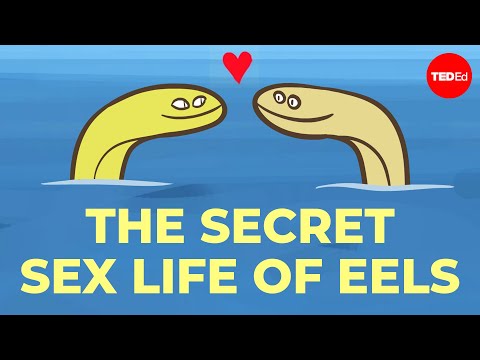 Video image: No one can figure out how eels have sex - Lucy Cooke