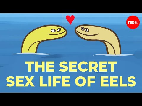 No one can figure out how eels have sex - Lucy Cooke