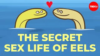 No one can figure out how eels have sex  Lucy Cooke