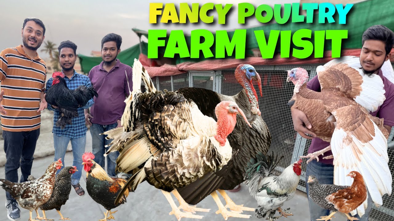 Fancy murgio ka farm visit Kya 😱fancy for sale ( Sunday pet Lalukhait birds market Karachi )