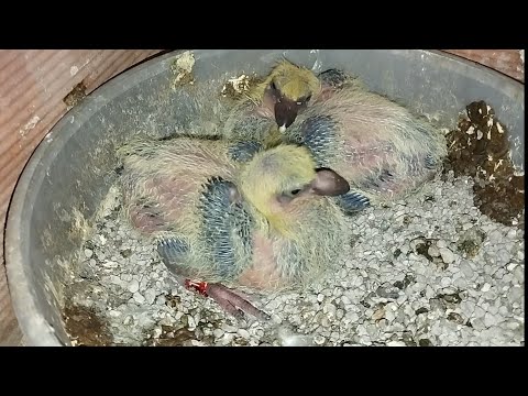 ¿ De que plumaje serán ? Palomos deportivos 