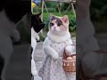 Atcha Lagra He Tumku Funny Comedy Cats Youtuber Highlights