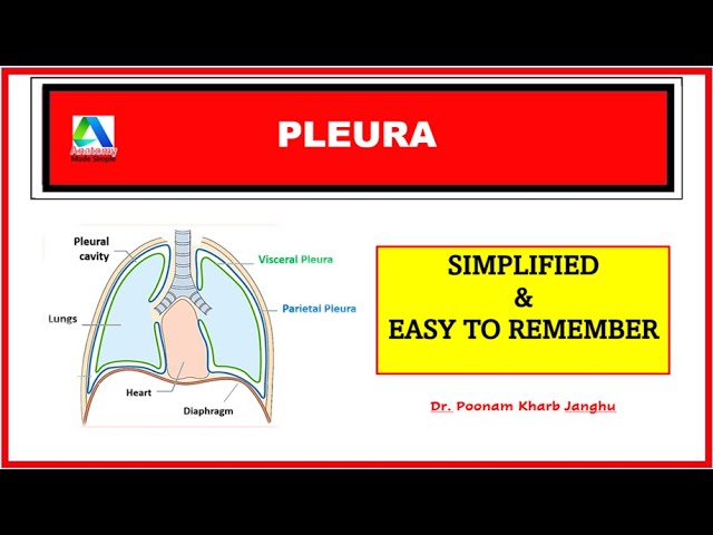 Pleura Anatomy -1 | Parietal and Visceral Pleura| Thorax Anatomy | [Simplified]