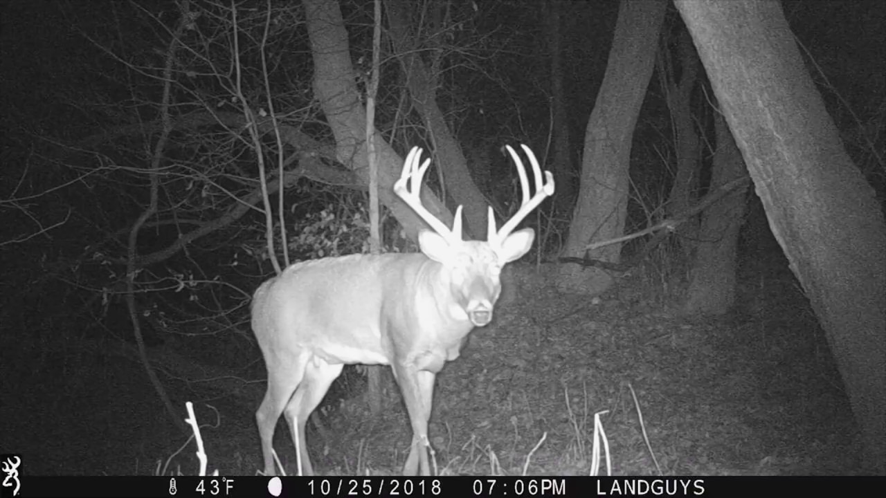 Major Buck Traffic On This Pierce County, Wisconsin Property (80 Acres